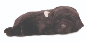 Precious Petzzz - Black Labrador