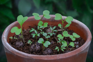 Forget-me-not seedball tube