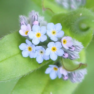 Forget-me-not seedball tube