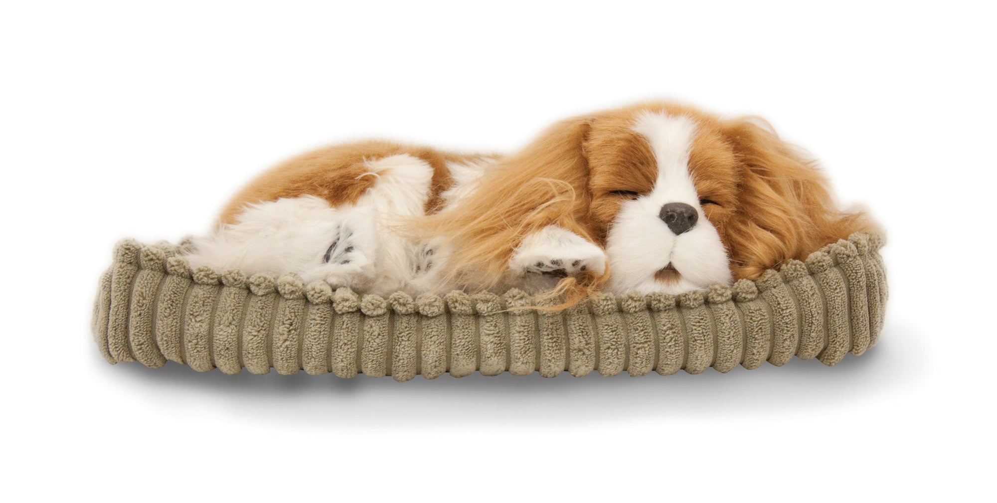 A facsimile tan and white King Charles cavalier spaniel dog is curled up asleep on a light brown pet bed made of corduroy-style material. The dog is facing us so that its  sleeping face is fully visible