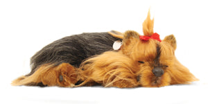 Precious Petzzz - Yorkshire Terrier