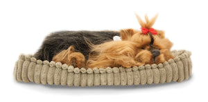 Precious Petzzz - Yorkshire Terrier