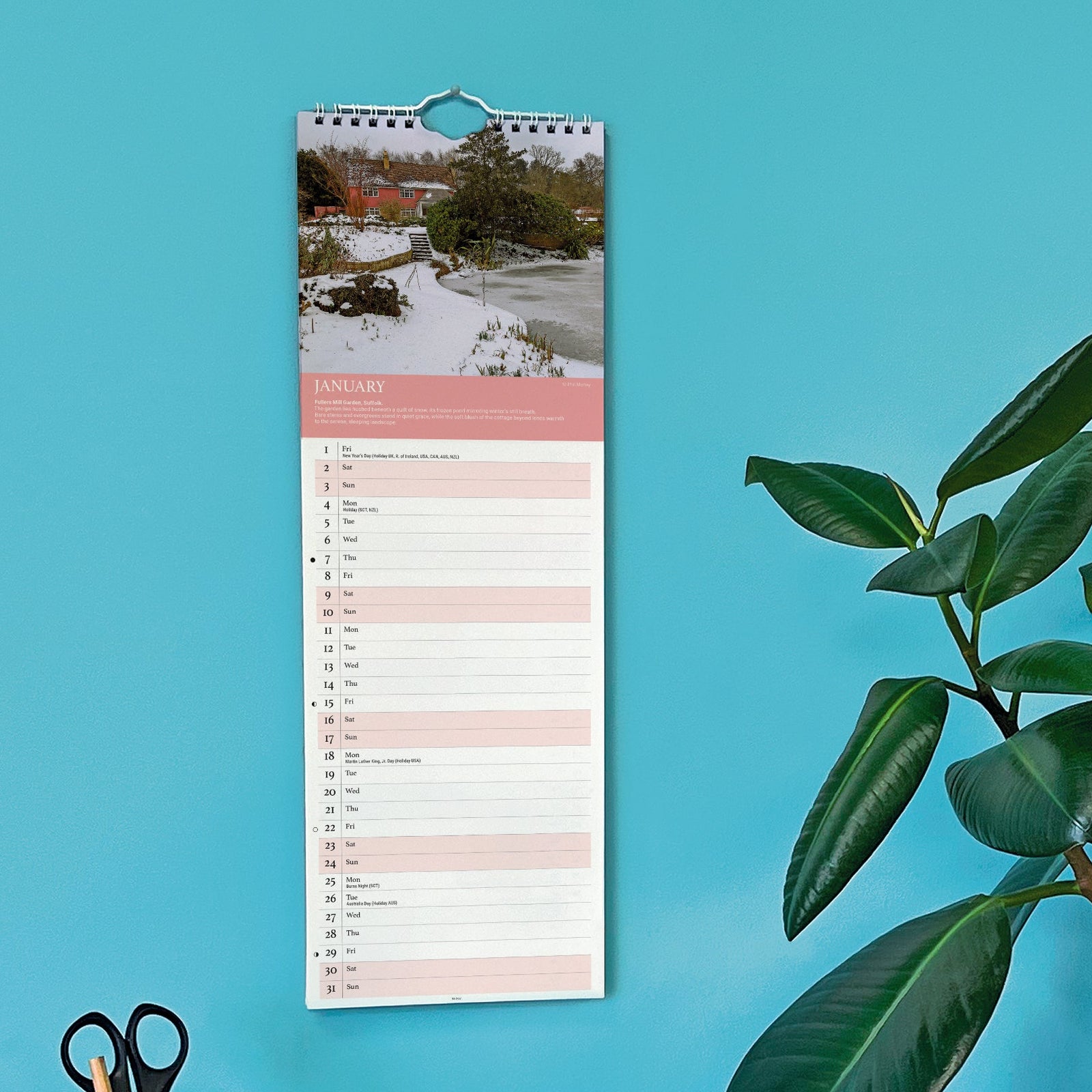 Vertical calendar next to a potted plant on a teal background