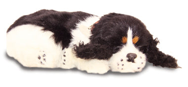 Cocker spaniel toy dog on a white background