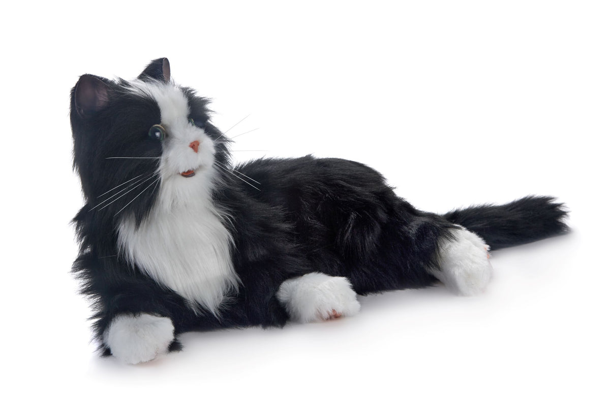 Black and white cat robotic companion pet