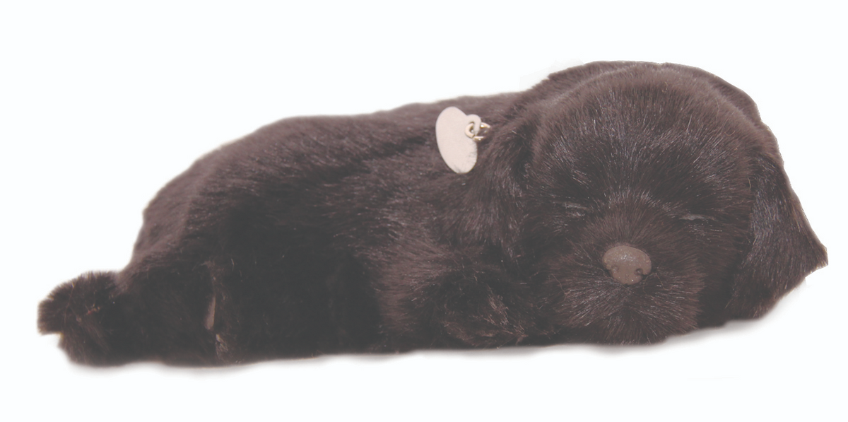 Black lab dog not in a bed.