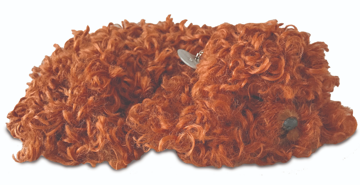 Orange cockapoo sleeping.