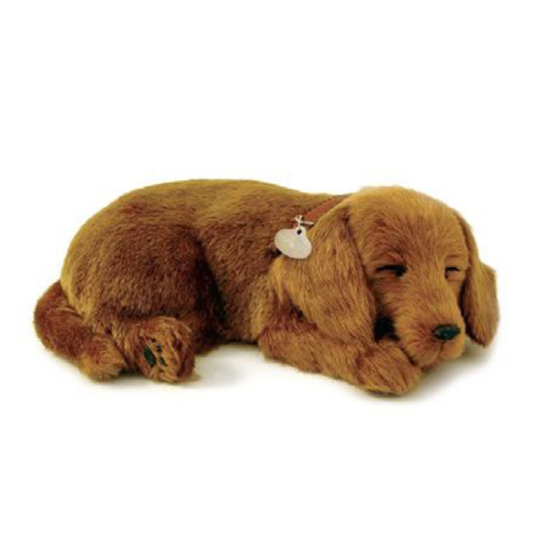 Brown daschaund dog sleeping.