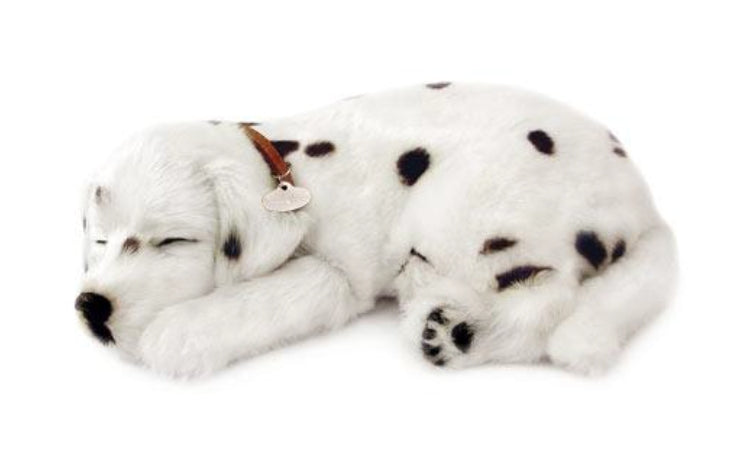 A Dolmatian pup asleep