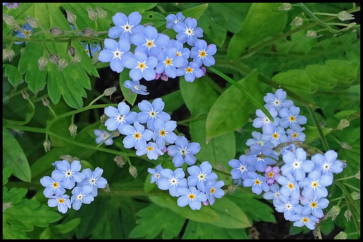 Forget-me-not fence art
