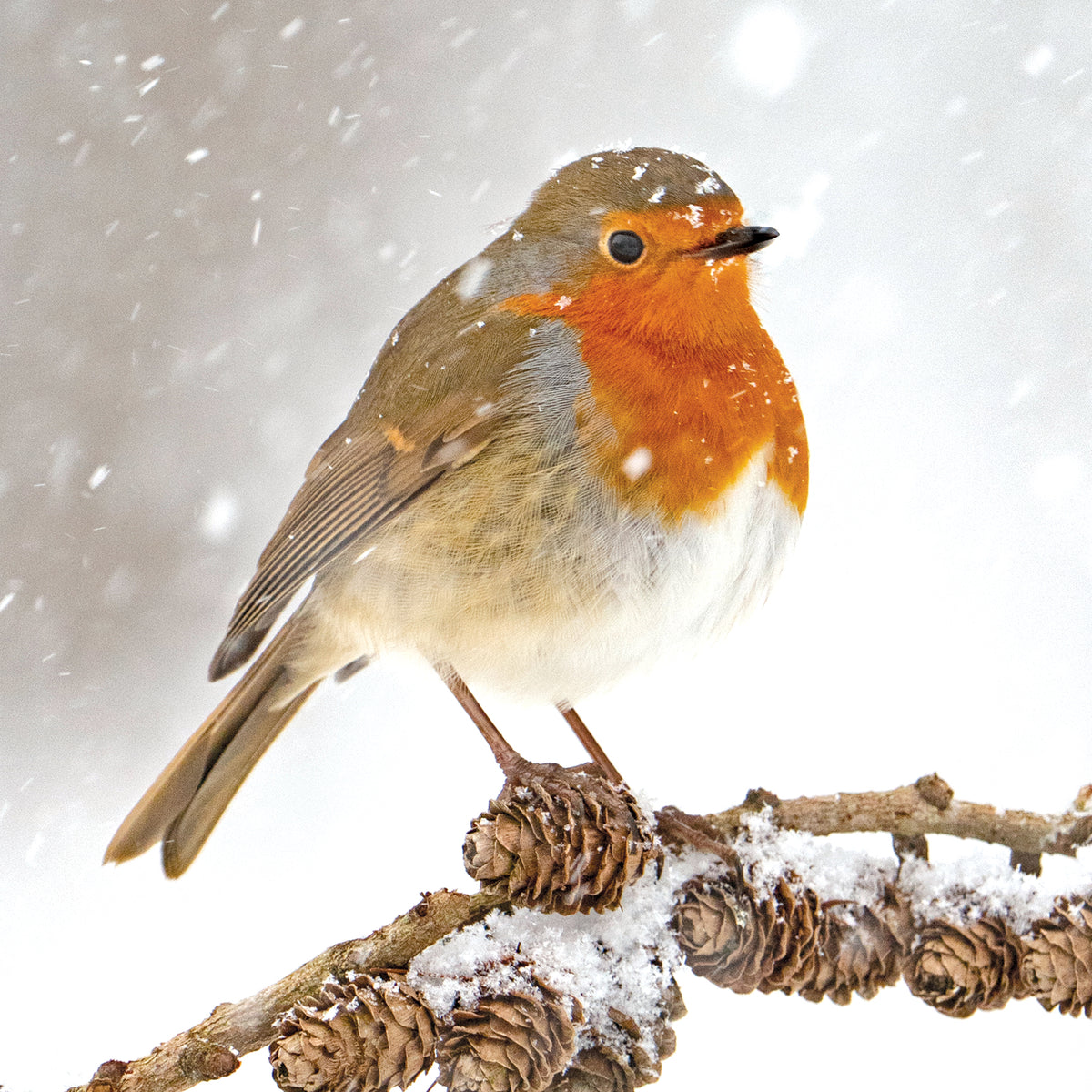 Robin and pine cones, pack of 10 cards