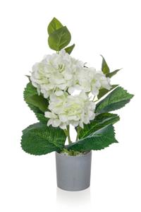 White hydrangea