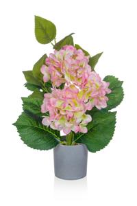 Pink hydrangea