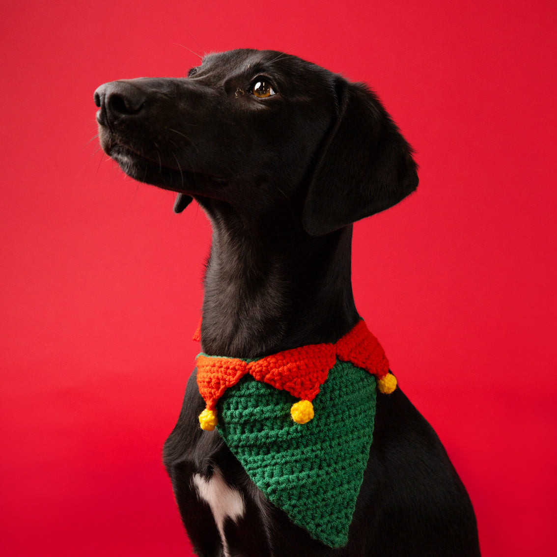 Black dog wearing a colourful crocheted elf bandana against a red background