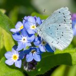 Forget-me-not seedball tin