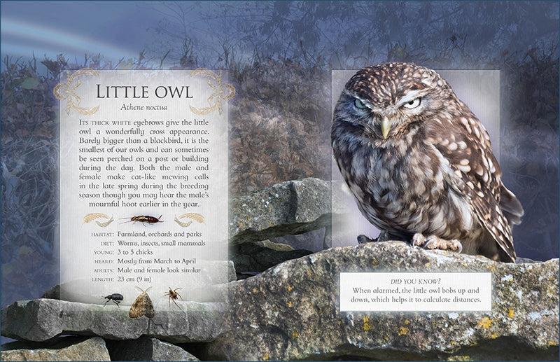 Owl perched on a stone ledge with text about 'Little Owl' on a dark background