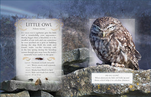 The little book of night-time animal sounds