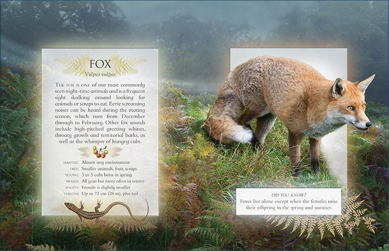 Fox in a natural setting with text about foxes on a foggy day