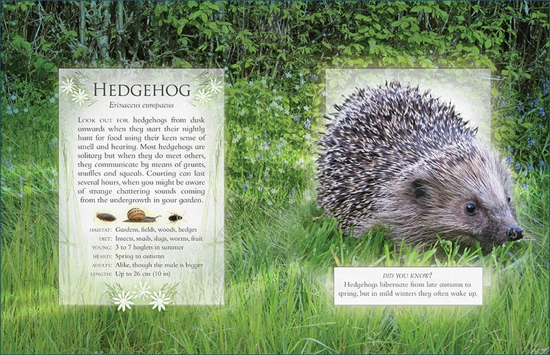 Hedgehog in grass with educational text about hedgehogs