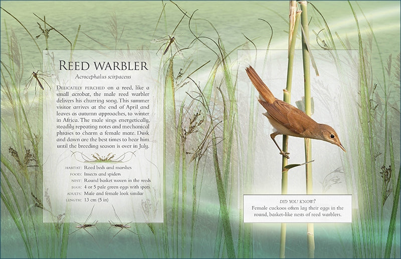 Reed warbler illustration with descriptive text on a natural background