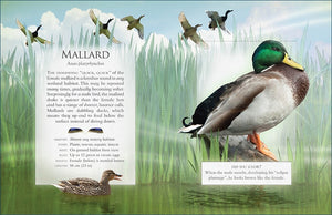 The little book of wetland bird sounds