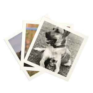 Animal album reminiscence cards