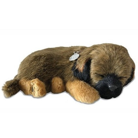 Precious Petzzz - Border Terrier
