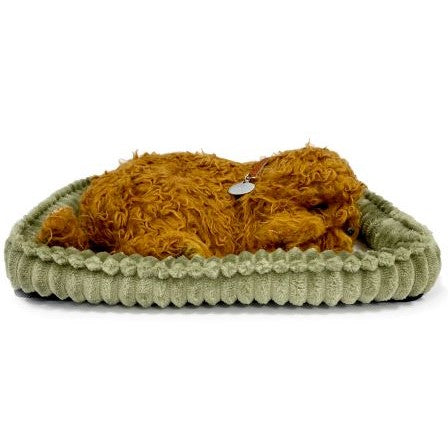 Precious Petzzz - Toy Poodle