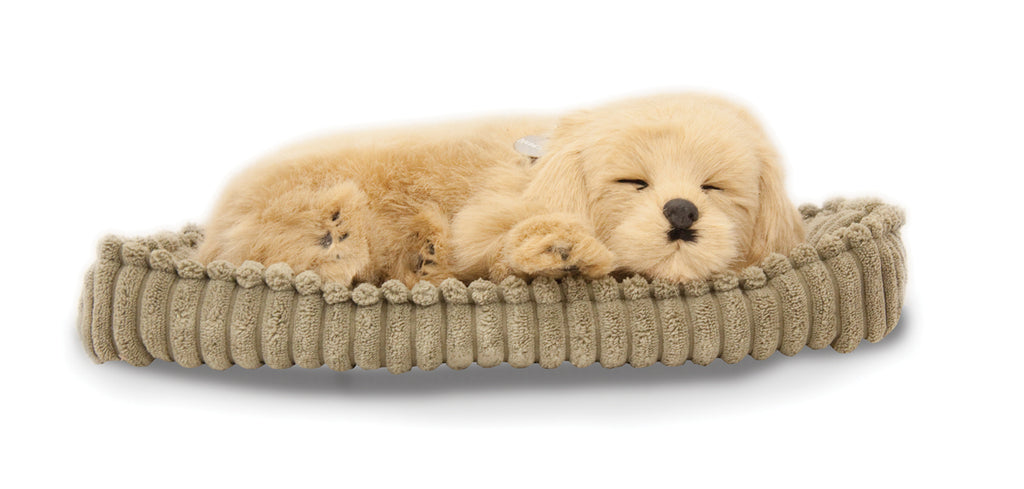 GoldenRetriever_1024x1024.jpg?