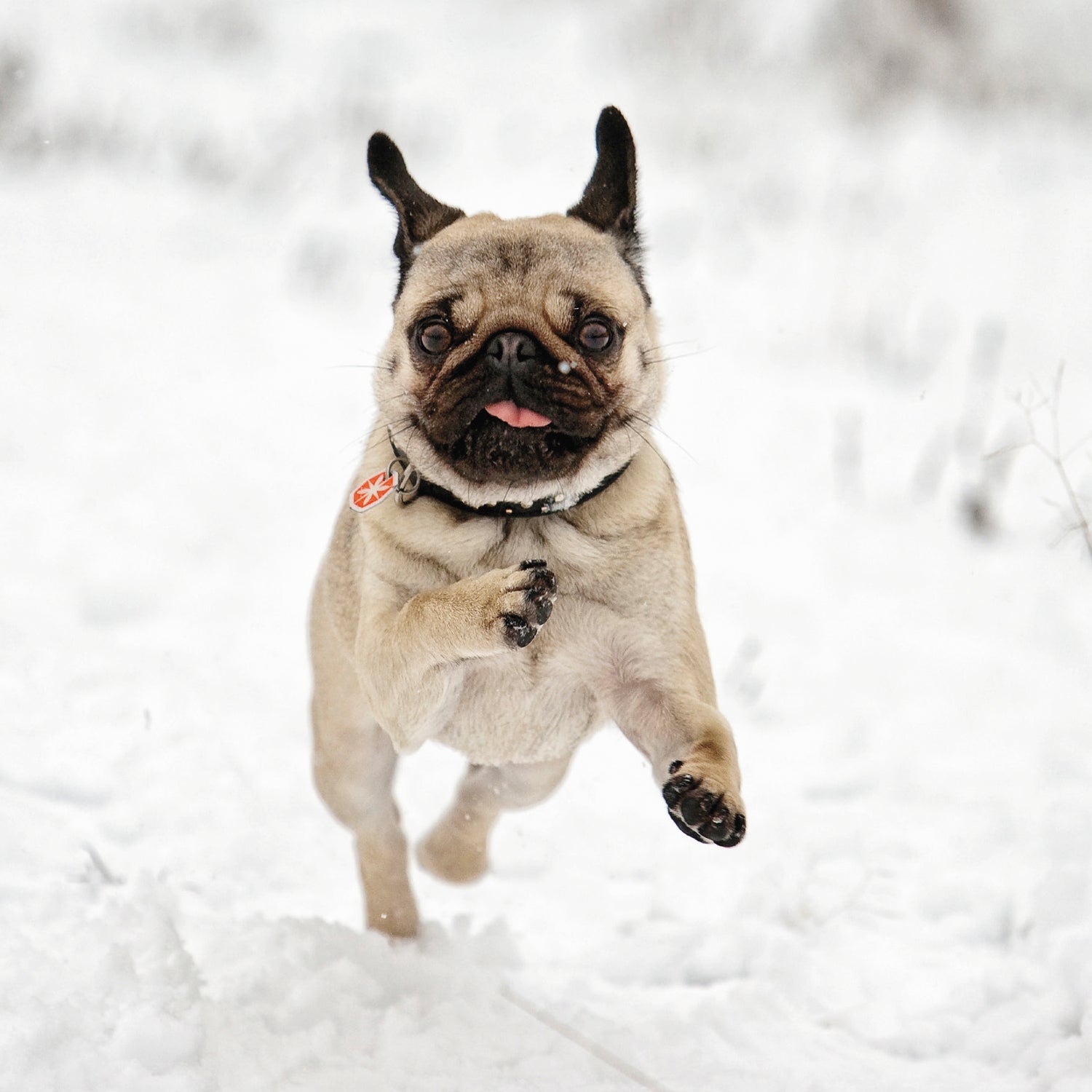 Bah hum pug cards, pack of 10