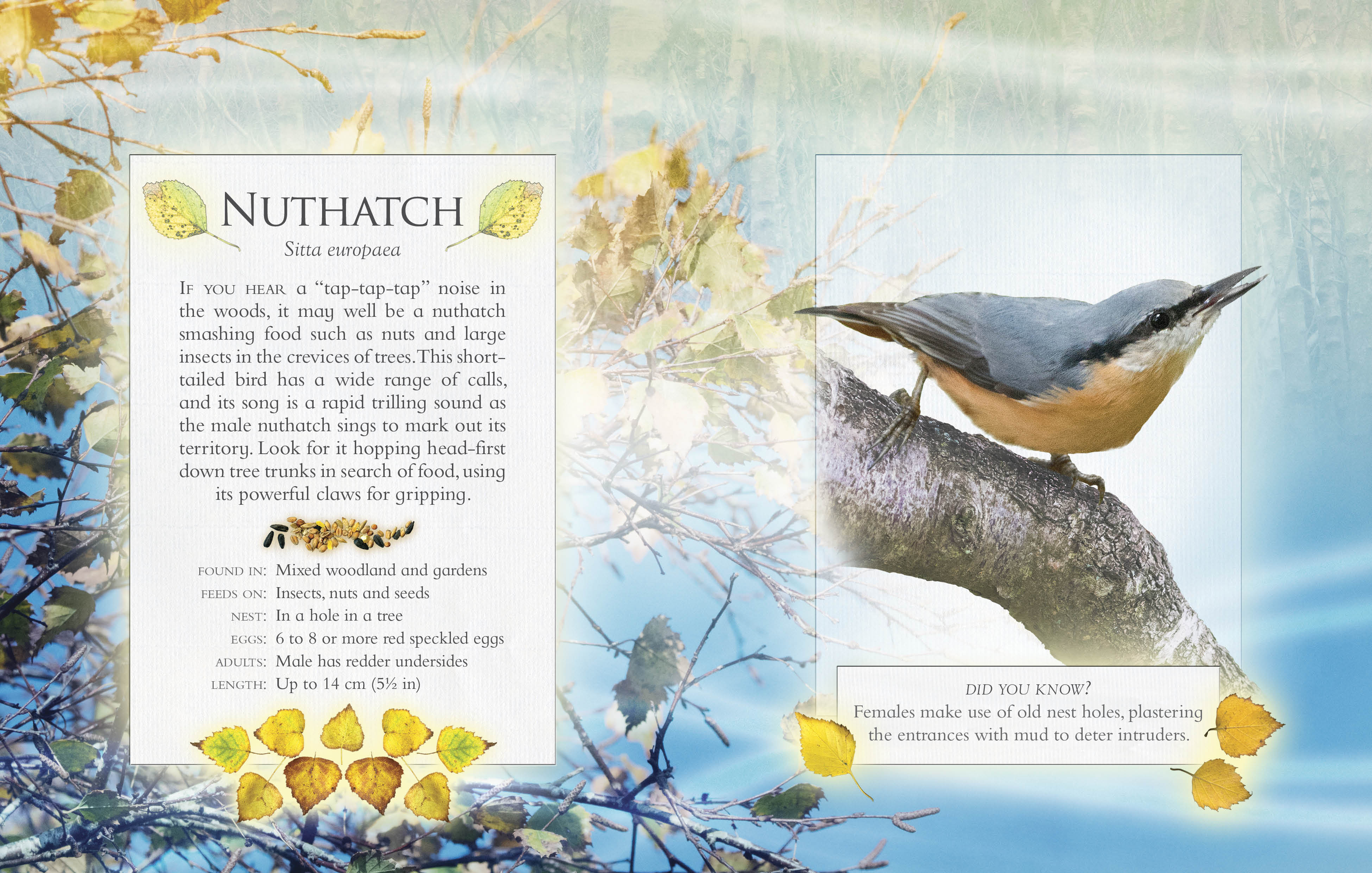 The little book of woodland bird songs - Alzheimer's Society