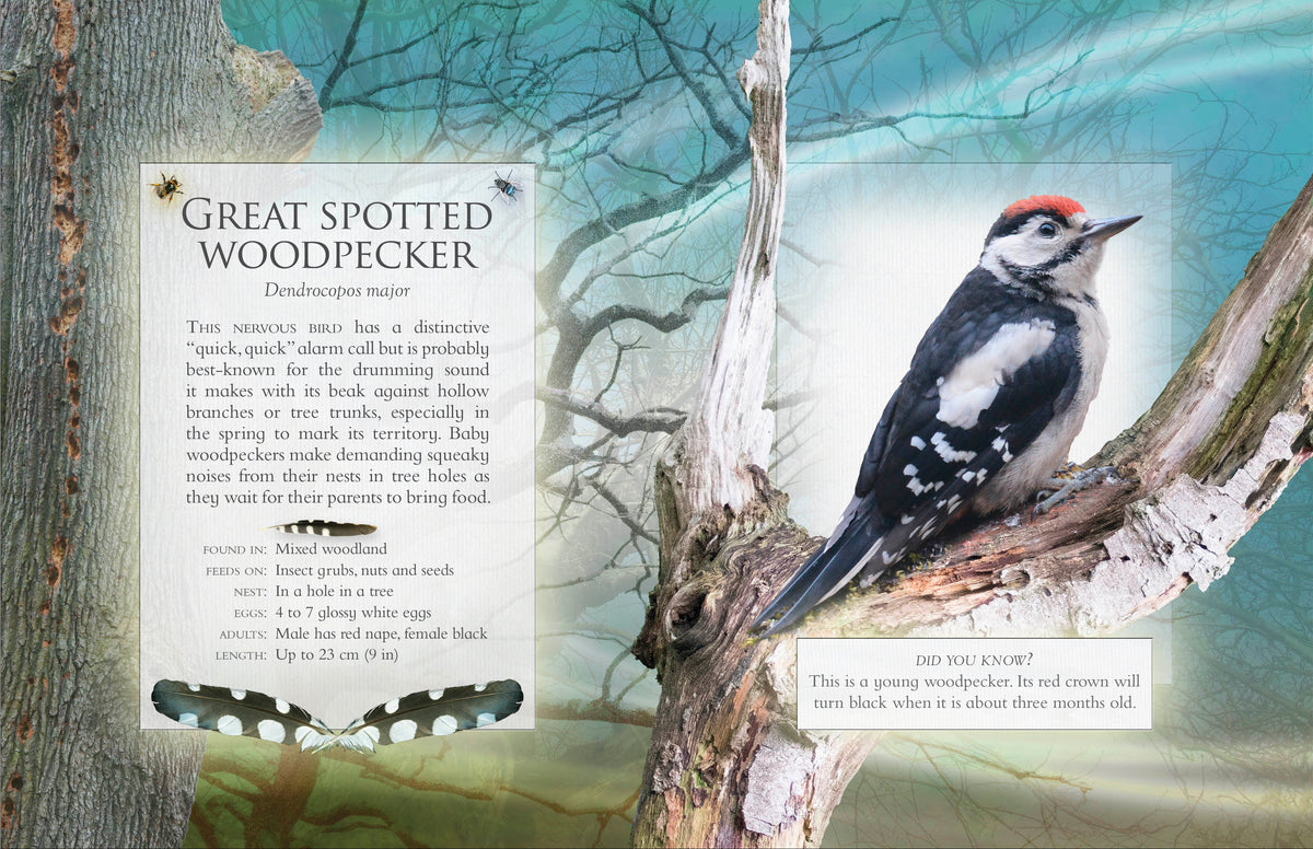 The little book of woodland bird songs