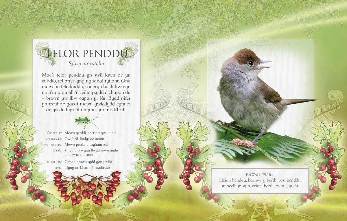 The little book of garden bird songs - Welsh text