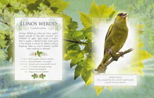 The little book of garden bird songs - Welsh text