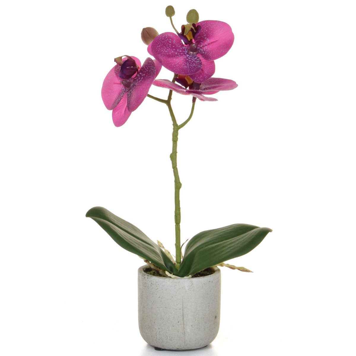 A highly realistic, faux orchid with deep pink flowers speckled with white and pale yellow buds. The orchid has a straight, central stem with two large dark green leaves at the base. It comes in a pale grey pot and stands 30 cm tall.